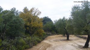 Se vende Finca rústica cerca de Calaceite con olivos