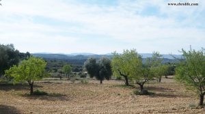 Detalle de Finca rústica de olivos en Valdealgorfa con almendros por 36.000€