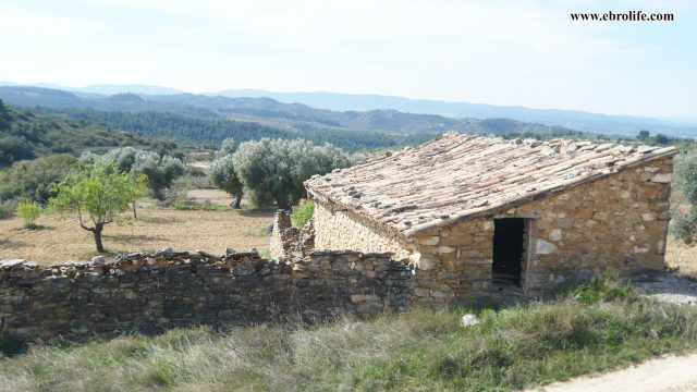 Finca rústica de olivos en Valdealgorfa