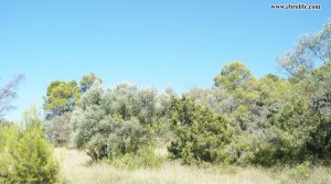 Foto de Finca rústica en Horta de San Joan en venta con pinares