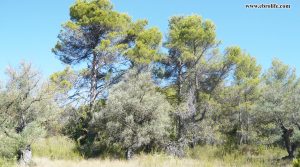 Vendemos Finca rústica en Horta de San Joan con olivos