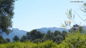 Finca rústica en Horta de San Joan en venta con olivos por 23.000€