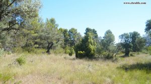 Foto de Finca rústica en Horta de San Joan en venta con pinares