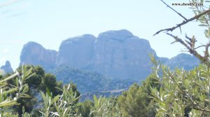 Finca rústica en Horta de San Joan a buen precio con olivos