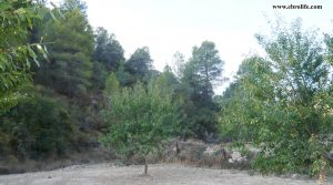 Finca rústica en Calaceite en venta con almendros