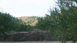 Foto de Finca rústica en Calaceite en venta con pinares