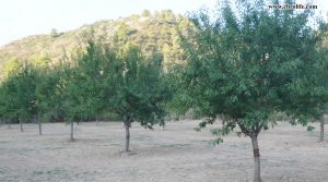 Finca rústica en Calaceite para vender con almendros por 42.000€