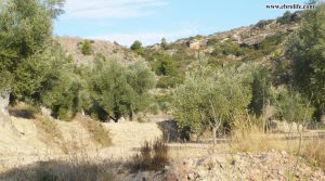 Foto de Finca rústica en Calaceite con almendros por 42.000€