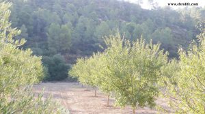 Foto de Finca rústica en Calaceite con almendros