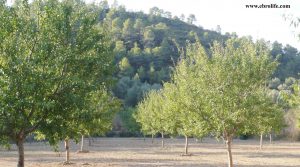 Foto de Finca rústica en Calaceite en venta con almendros