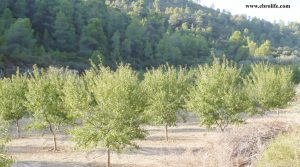 Detalle de Finca rústica en Calaceite con pinares por 42.000€