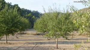 Finca rústica en Calaceite para vender con pinares