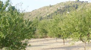 Vendemos Finca rústica en Calaceite con almendros