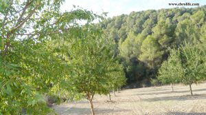 Finca rústica en Calaceite a buen precio con pinares