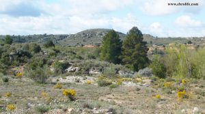 Foto de Finca rústica de regadío en Castellseras con regadío