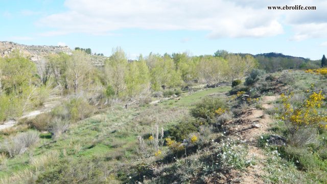 Finca rústica de regadío en Castellseras