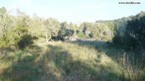 Finca rústica junto al río algars en Arnes en venta con pinares