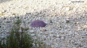 Foto de Finca rústica junto al río algars en Arnes con agua