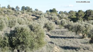 Foto de Finca rústica en Fabara en venta con masía