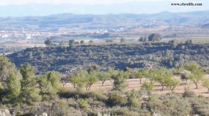 Finca rústica en Fabara para vender con olivos