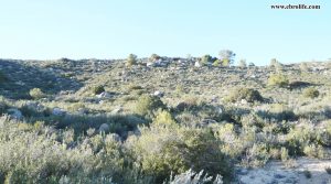 Detalle de Finca rústica en Fabara con olivos