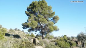 Finca rústica en Fabara en oferta con pinares