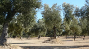Detalle de Finca rústica en Cretas con finca trufera ecológica