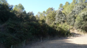 Foto de Finca rústica en Cretas con finca trufera ecológica