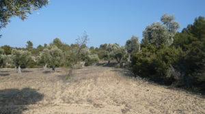 Finca rústica de olivos centenarios en Calaceite para vender con pinares