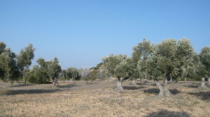 Finca rústica de olivos centenarios en Calaceite en venta con pinares