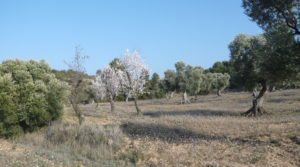 Finca rústica de olivos centenarios en Calaceite para vender con pinares por 69.000€