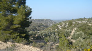 Vendemos Finca rústica de olivos centenarios en Calaceite con olivos por 69.000€
