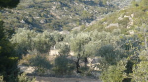 Detalle de Finca rústica de olivos centenarios en Calaceite con olivos por 69.000€
