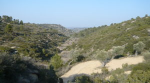 Finca rústica de olivos centenarios en Calaceite a buen precio con olivos