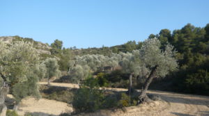 Vendemos Finca rústica de olivos centenarios en Calaceite con pinares