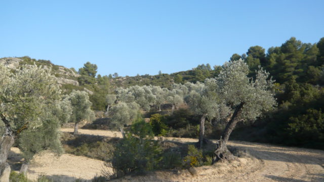 Finca rústica de olivos centenarios en Calaceite