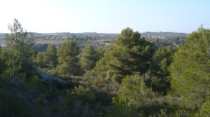 Detalle de Finca rústica de olivos centenarios en Calaceite con pinares por 69.000€