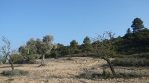 Detalle de Finca rústica de olivos centenarios en Calaceite con pinares por 69.000€