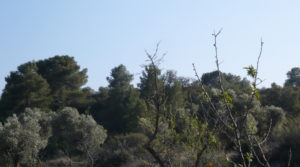 Finca rústica de olivos centenarios en Calaceite a buen precio con pinares