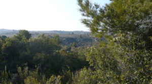 Se vende Finca rústica de olivos centenarios en Calaceite con pinares