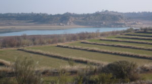 Foto de Finca de regadío próxima a Caspe en venta con otros frutales por 96.000€