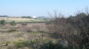 Foto de Torre vivienda en la Huerta de Caspe con otros frutales