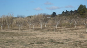 Finca de nogales y olivos en producción en Calaceite a buen precio con 80000m² por 48.000€