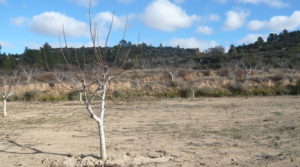 Finca de nogales y olivos en producción en Calaceite en oferta con 80000m²