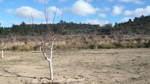 Finca de nogales y olivos en producción en Calaceite