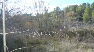 Foto de Finca de nogales y olivos en producción en Calaceite con 80000m²