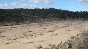 Finca de nogales y olivos en producción en Calaceite a buen precio con 80000m² por 48.000€