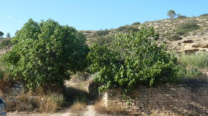 Finca en el rio en Batea para vender con 19.42 hectareas