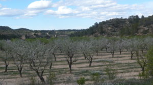 Se vende Masía de piedra en Masalsinas, Calaceite con frutales por 79000€€