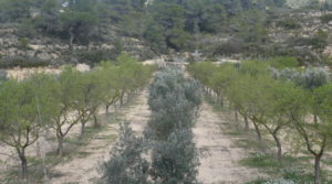 Vendemos Masía de piedra en Masalsinas, Calaceite con olivos por 79000€€